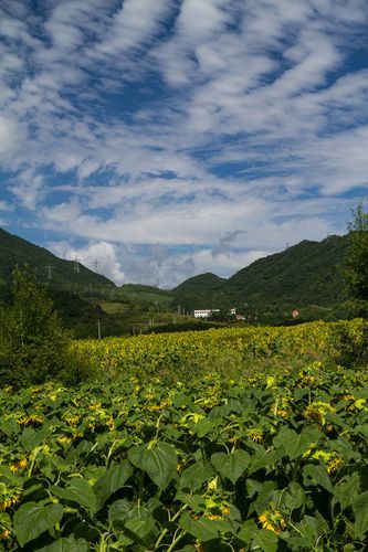 秦岭屏障下的零感染坚守：石泉县防疫地理优势解析_72994
