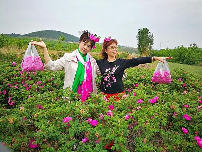 平阴：玫瑰之乡的零感染防线与地理屏障解析_45298