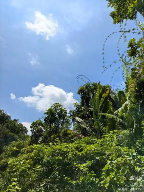 保亭：热带雨林屏障下的零感染坚守_37414
