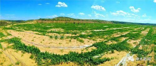 神木:黄土高原的交通枢纽如何守住防疫阵地?